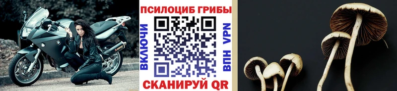 где найти наркотики  mega онион  Псилоцибиновые грибы GOLDEN TEACHER  Еманжелинск 